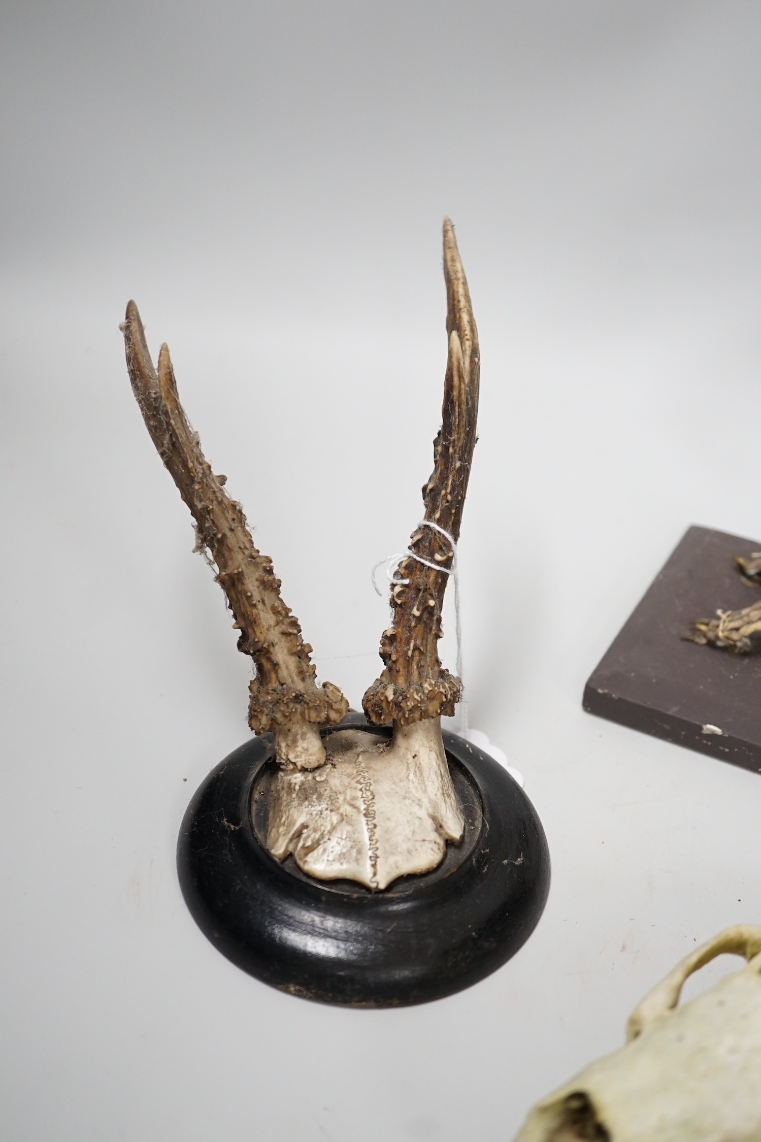 A pair of taxidermic mounted antlers, together with a rabbit skeleton and skull